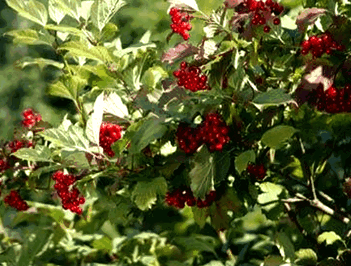 Калина – выращиваем полезное и декоративное растение