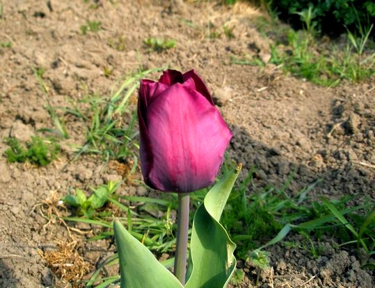 Тюльпаны – уход весной